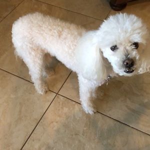 Meet your Posher, Irene